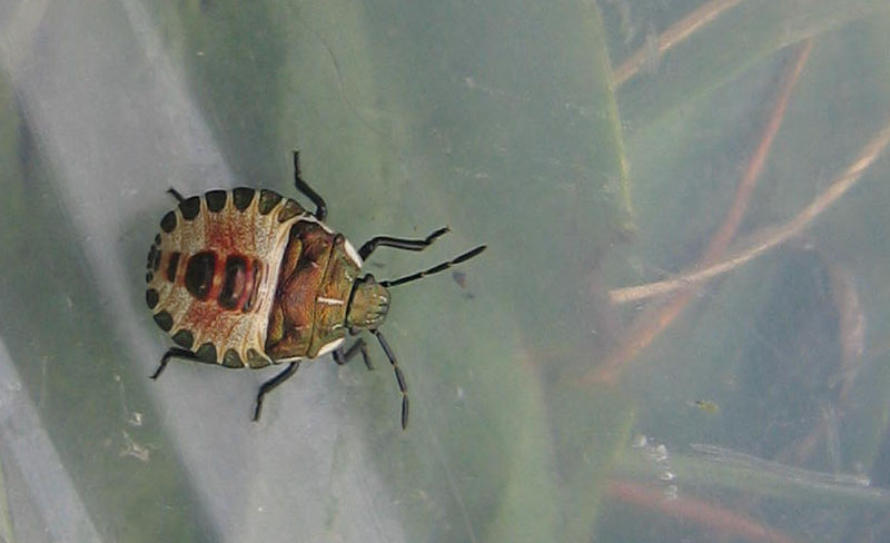 Pentatomidae: neanidi di Troilus luridus del Trentino